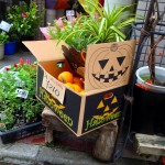 花のゼフィールさんのハロウィンかぼちゃ